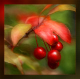 Crabapples Version 1