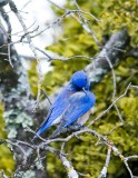 Male Blue bird