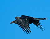 COMMON RAVEN.JPG