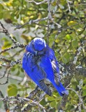 nice male bluebird.JPG