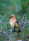 3rd waxwing.JPG