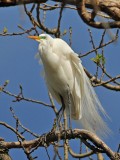 EGRET READY TO NEST.JPG