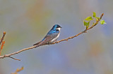 tree swallow at gray lodge.JPG