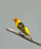 Western Tanager (male)