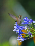 Hummingbird on blue flower.JPG