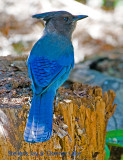 Stellers Jay.jpg