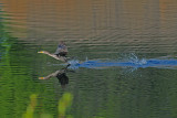 Flying Cormorant.jpg