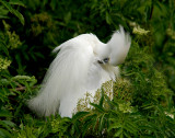 FLORIDA SNOWY EGRET.jpg