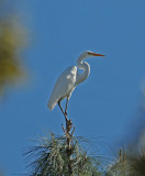 gREAT eGRET IN THE oAKS copy.jpg