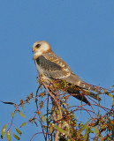 WHITE-TAILED KITE