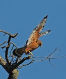 RED SHOULDER HAWK