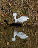 egret hunting in river.jpg