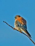 Sat American Kestrel.jpg