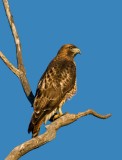 adult red tail hawk.jpg