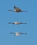three flying cranes in rice fields.JPG