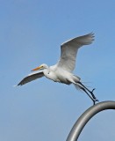 3RD EGRET AT HATCHERY.JPG