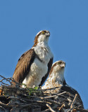a pair of Osprey in their nest.JPG