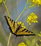 butterfly in the park.jpg