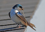 MALE TREE SWALLOW GETING NESTING MATERIAL.jpg