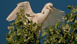 Egret yelling at another egret.jpg