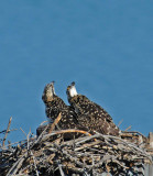 Two young ones watching a Vulture over head.jpg