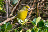 Week 6 - Greenfinch.jpg