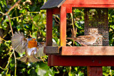 Week 6 - Robin  Dunnock.jpg