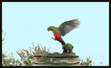 King Parrot
