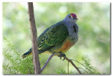 Red - crowned Fruit Dove.