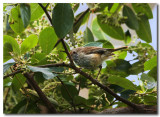 Brown Thornbill