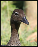 Wood Duck