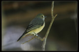 Rufous Whistler
