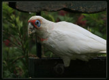 Long Billed Corella
