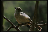 Rufous Whistler
