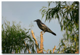 Raven