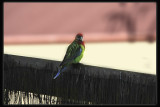 Eastern Rosella