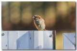 Sparrow