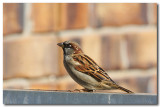 Sparrow