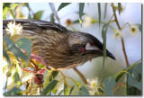 Red Wattlebird