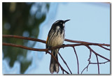 New Holland Honeyeater