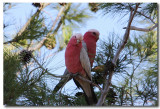 Galahs