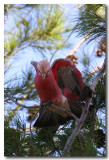 Galahs