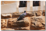 Rock Doves