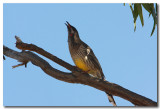 Red Wattlebird