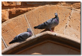 Rock Doves