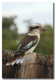 Kookaburra