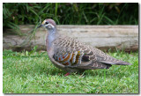 Bronzewing