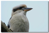 Kookaburra
