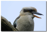 Kookaburra