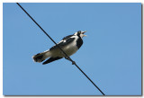 Magpie - Lark